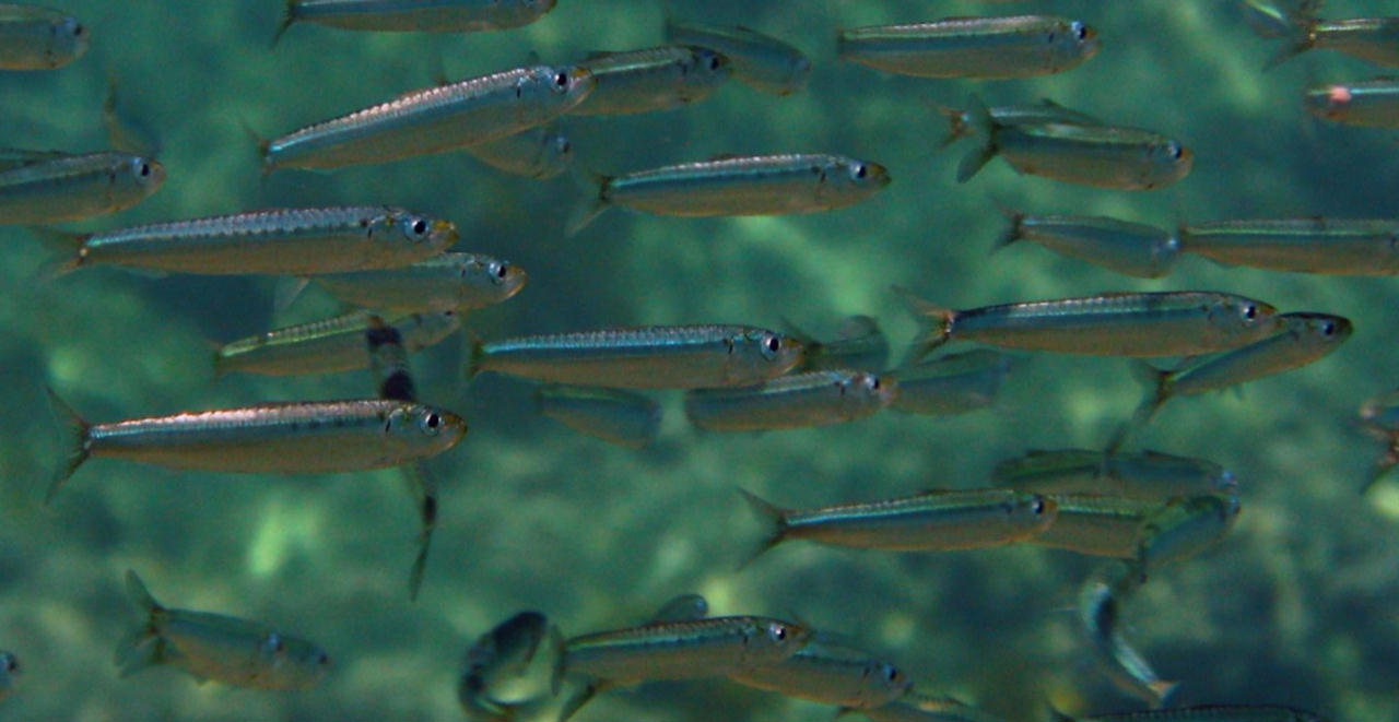 Sardina pilchardus (Sardina)